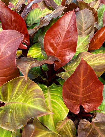 Philodendron Prince of Orange