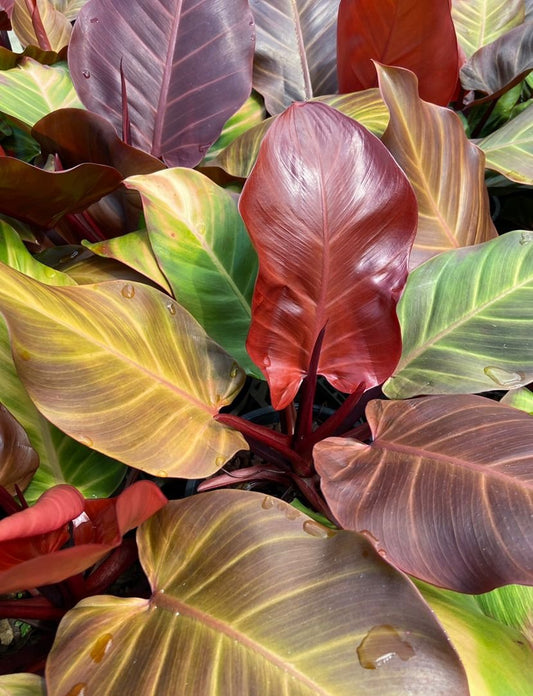 Philodendron Prince of Orange