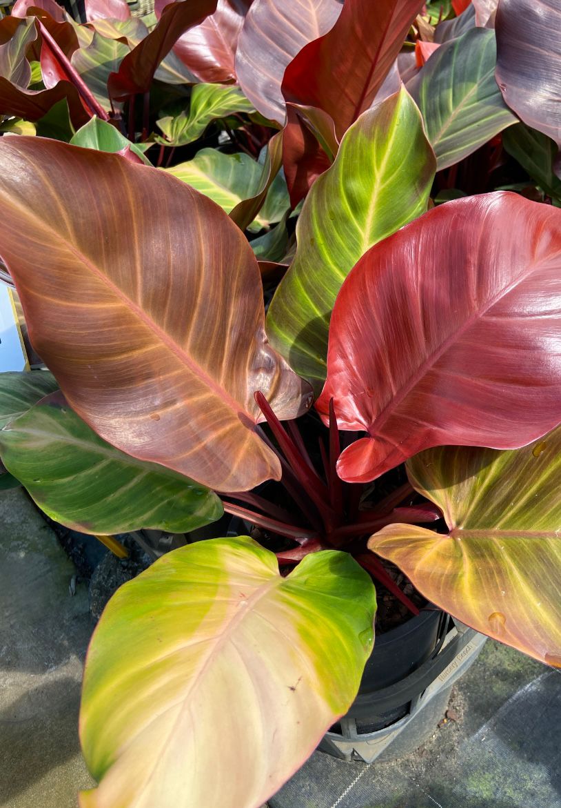 Philodendron Prince of Orange