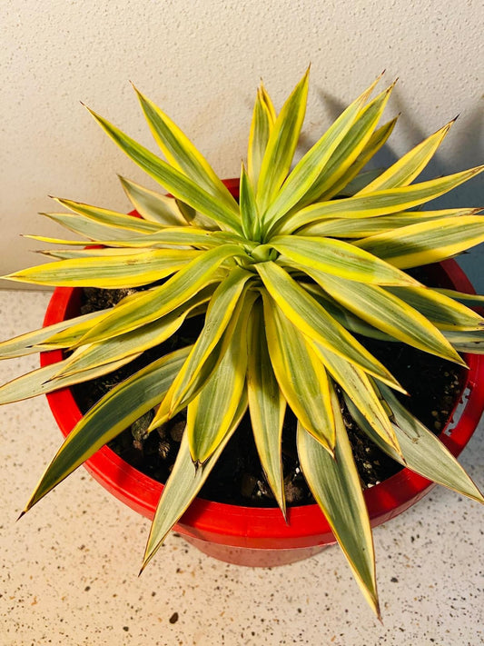 Yucca Citrus Twist #46