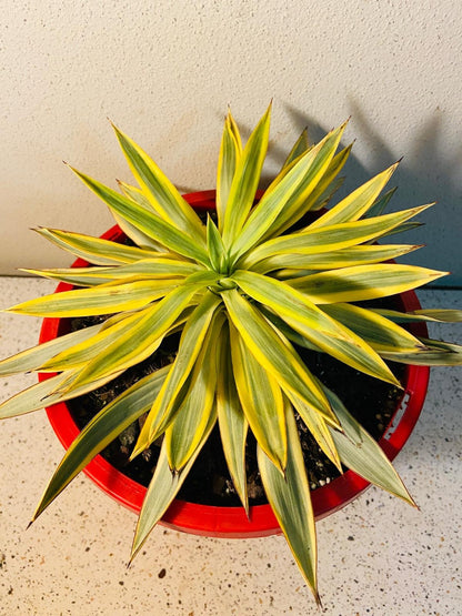 Yucca Citrus Twist #46