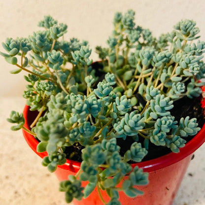 Sedum Brevifolium