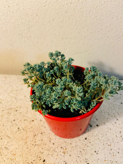 Sedum Brevifolium