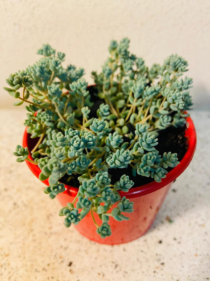 Sedum Brevifolium