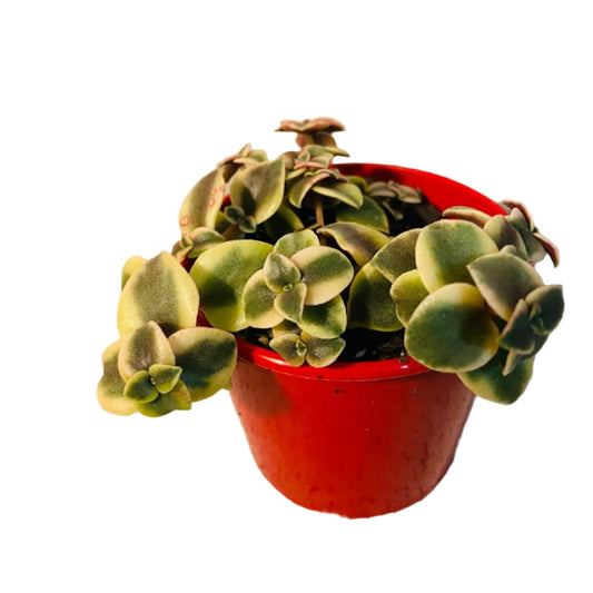 Crassula Isabella (Calico Kitten)  80mm