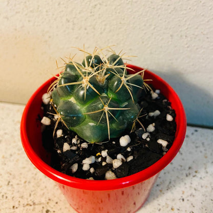 Cacti - Corypantha Elephantidens