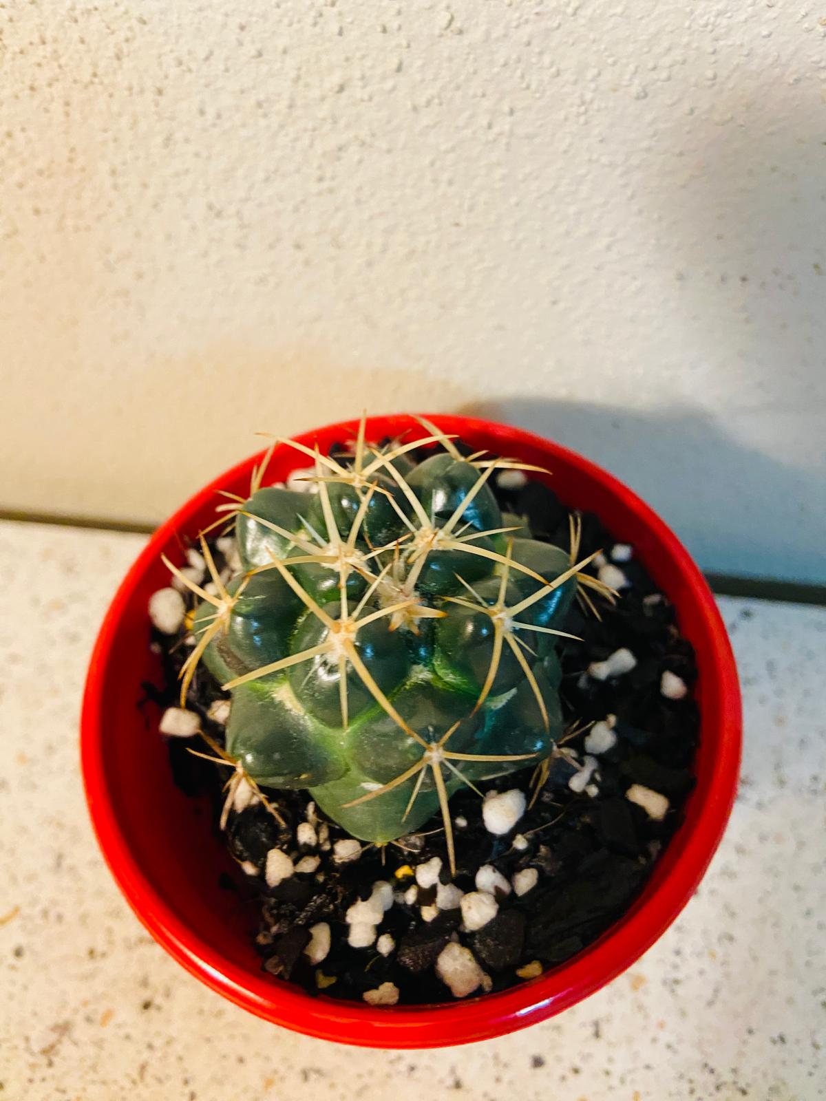 Cacti - Corypantha Elephantidens