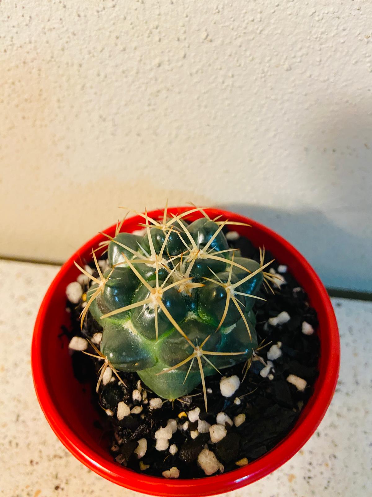 Cacti - Corypantha Elephantidens