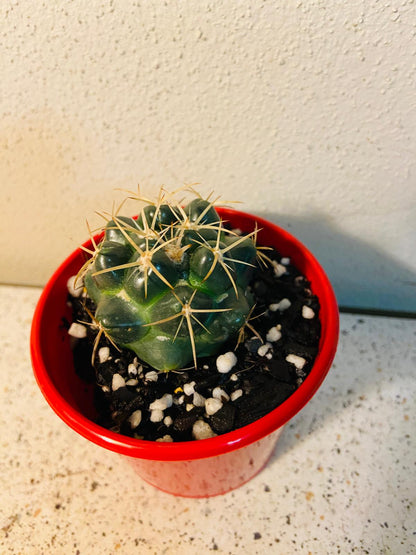 Cacti - Corypantha Elephantidens