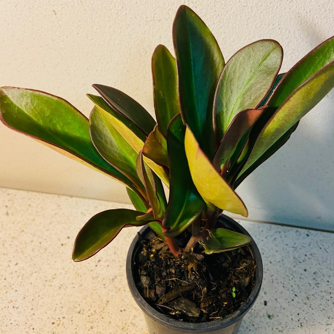 Red Radiator Plant Peperomia Clusiifolia 'Red Edge' 130mm- Red Edge Radiator Plant ...