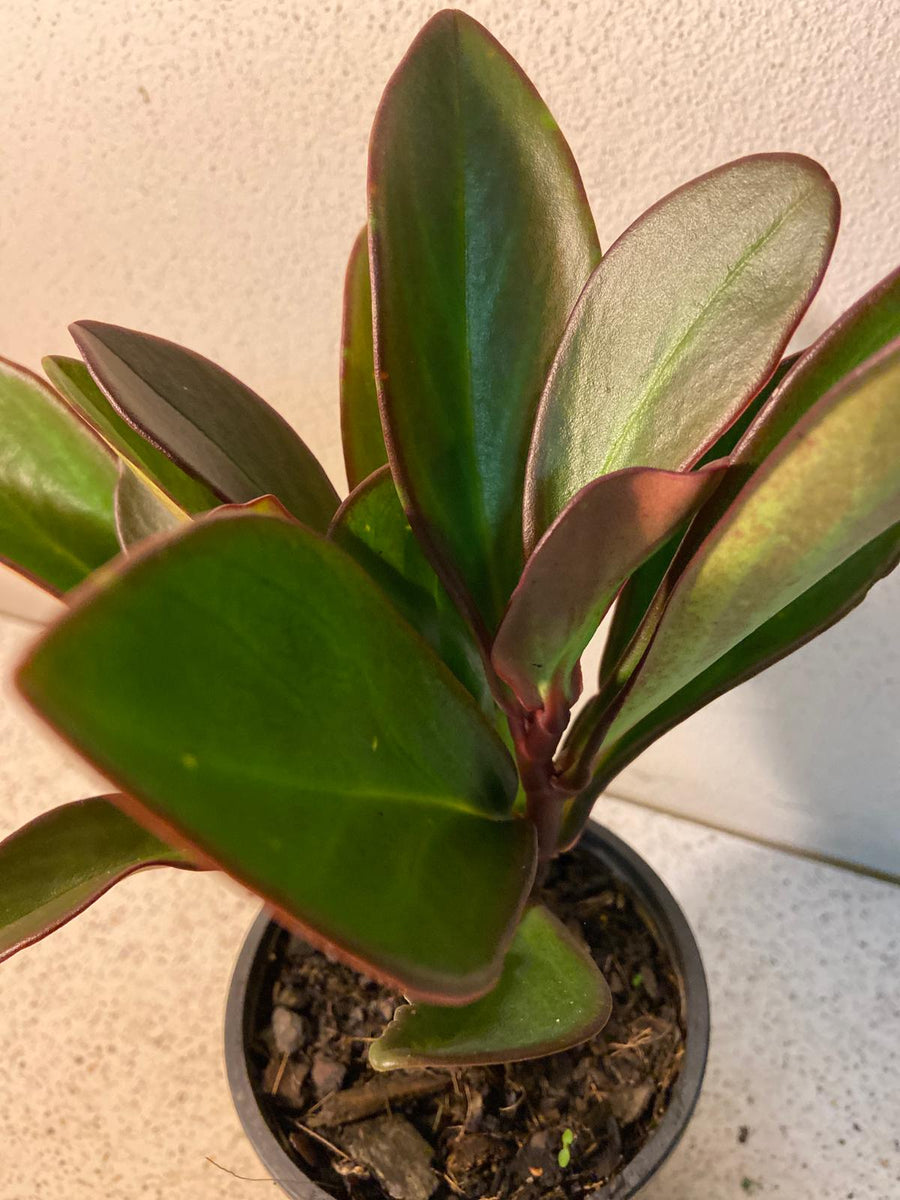 Red Radiator Plant Peperomia Clusiifolia 'Red Edge' - Red Edge Radiator Plant – Succulents ...