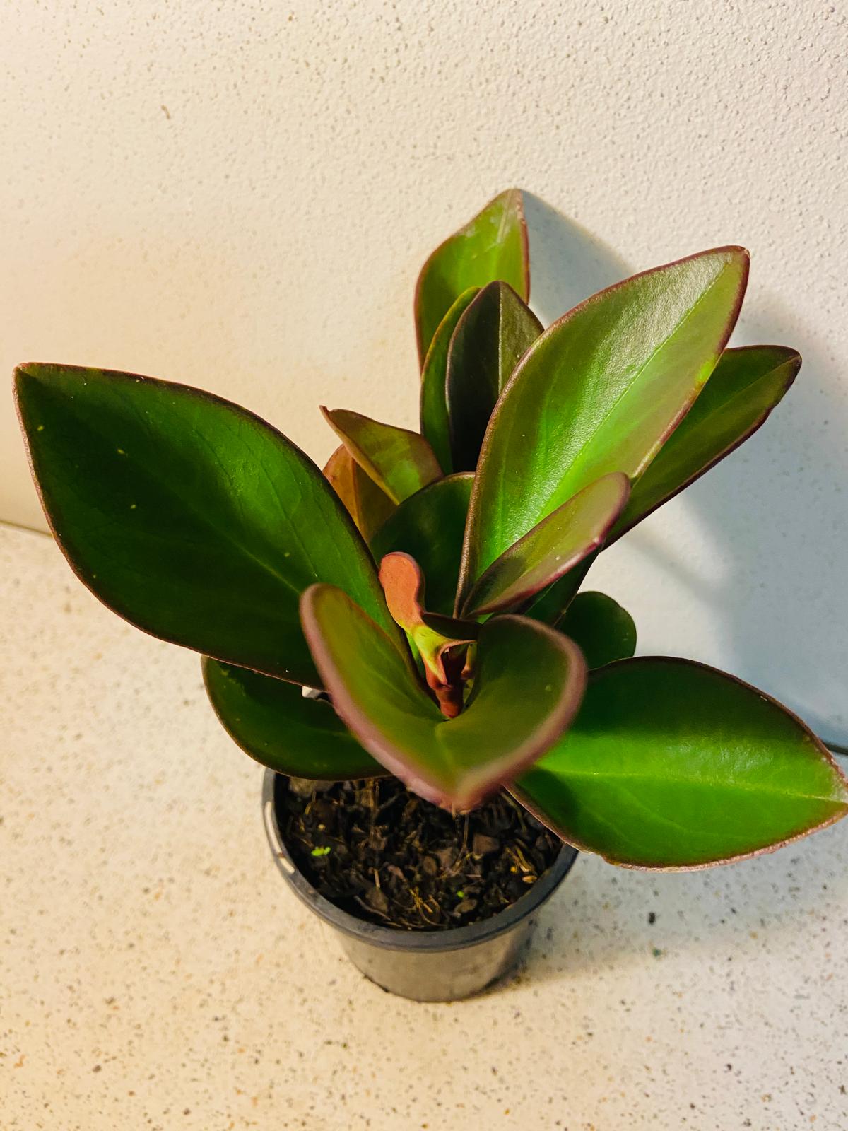 Peperomia Clusiifolia 'Red Edge' - Red Edge Radiator Plant