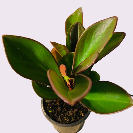 Peperomia Clusiifolia 'Red Edge' 130mm- Red Edge Radiator Plant