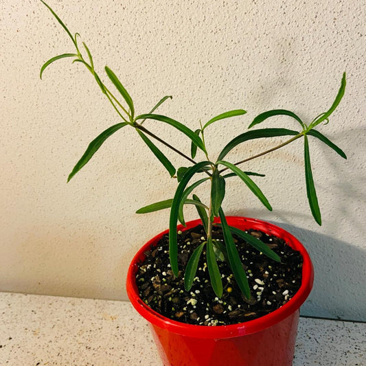 Euphorbia Hedyotoides