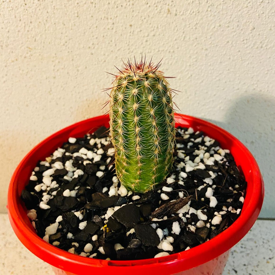 Cacti Echinocereus Russanthus