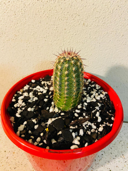 Cacti Echinocereus Russanthus