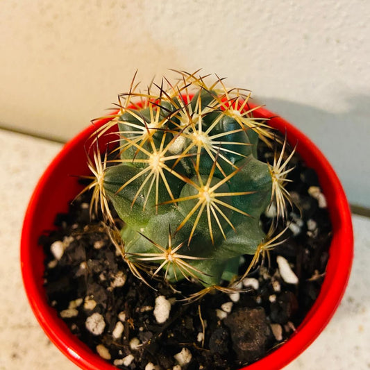 Cacti - Corypantha Gladiispina