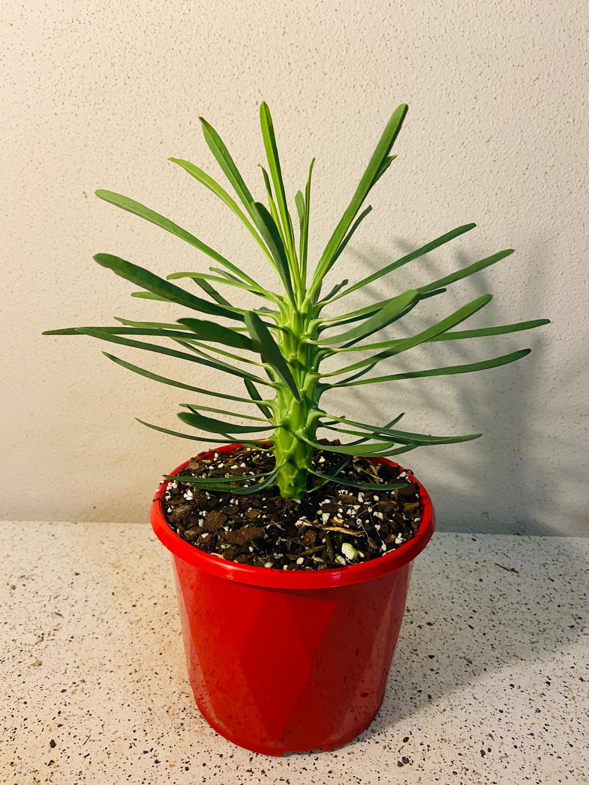 Euphorbia Clandestina