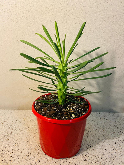 Euphorbia Clandestina