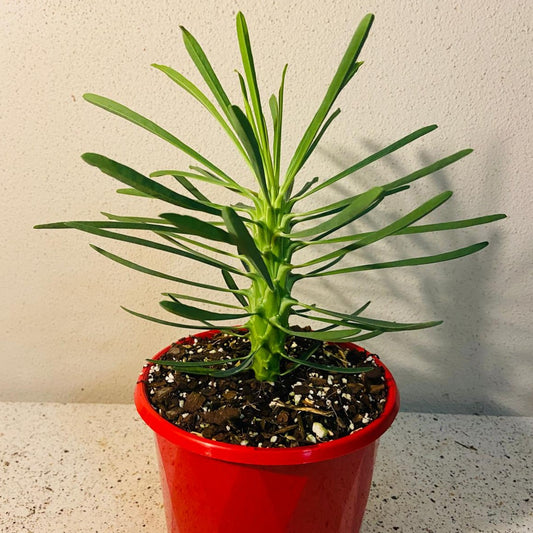 Euphorbia Clandestina