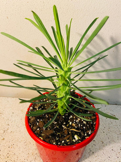 Euphorbia Clandestina