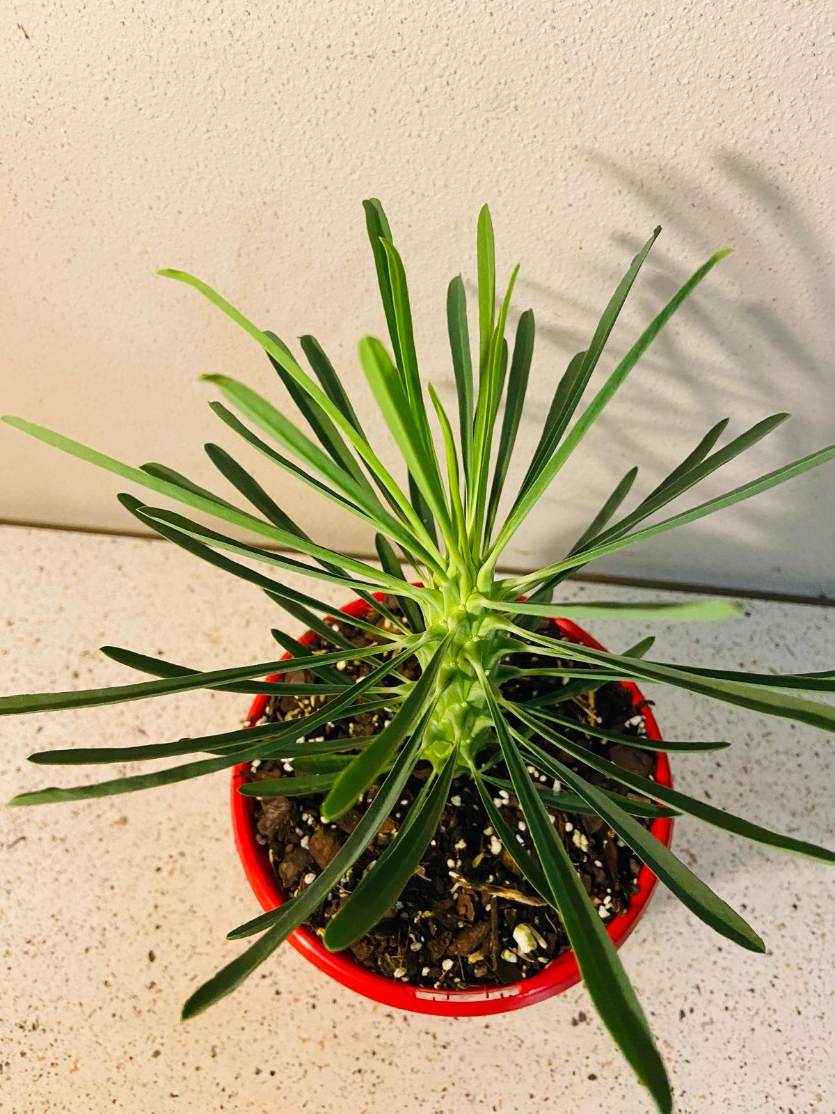 Euphorbia Clandestina