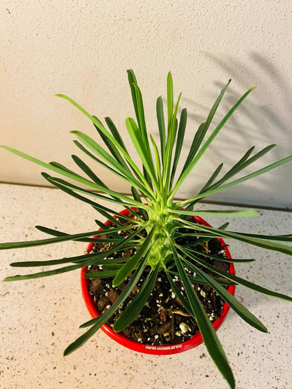 Euphorbia Clandestina