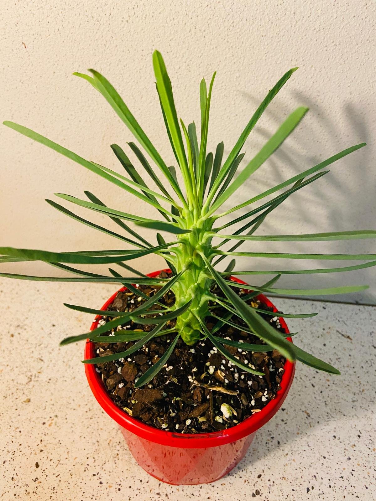 Euphorbia Clandestina