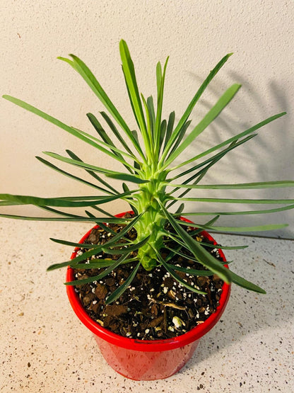 Euphorbia Clandestina