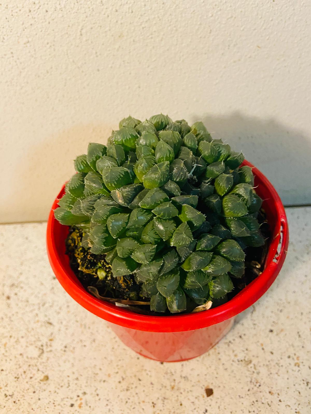 Haworthia Mirrorball