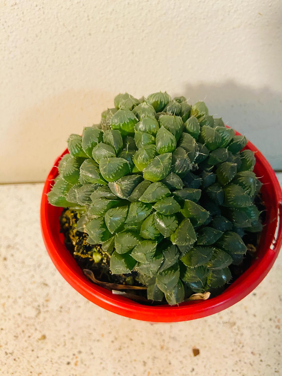 Haworthia Mirrorball