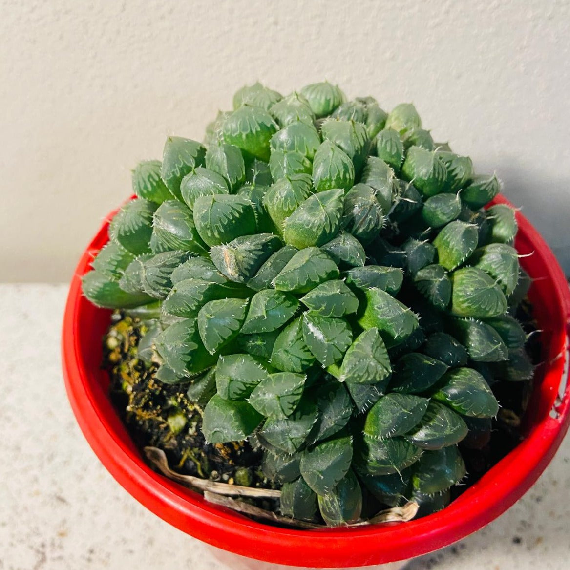 Haworthia Mirrorball