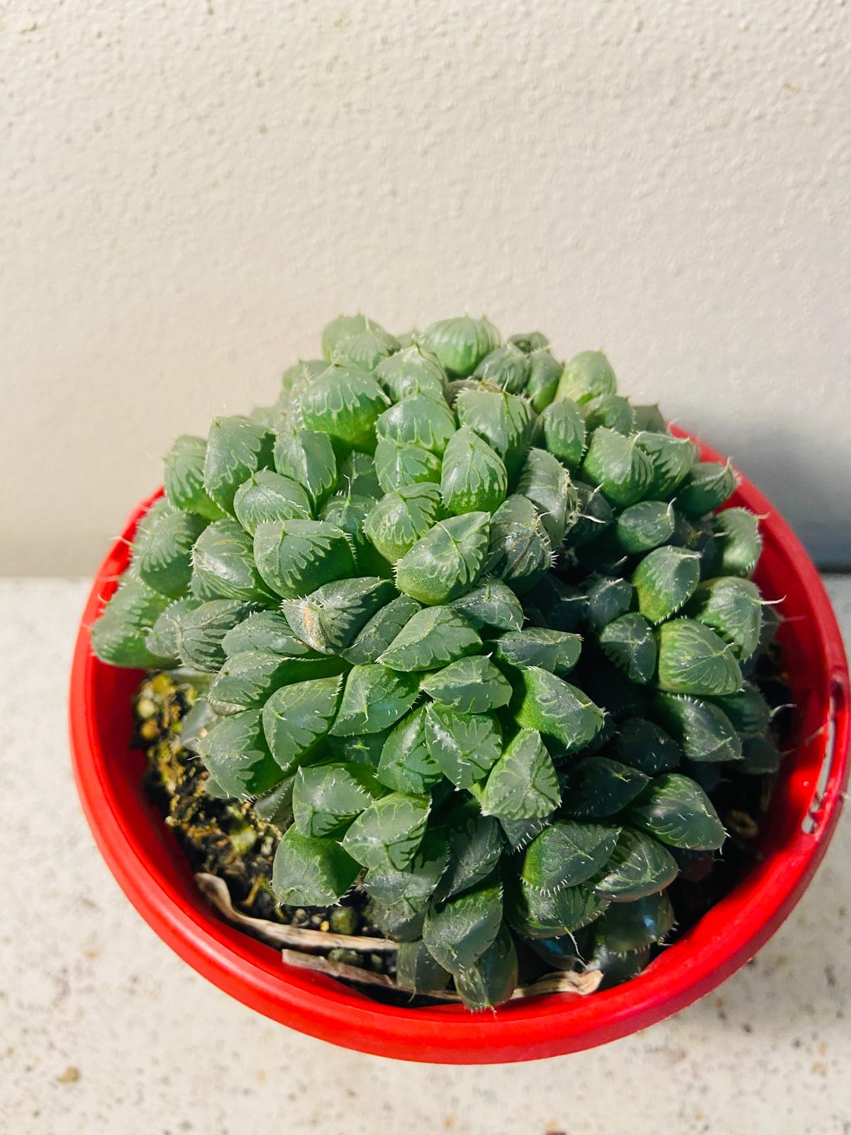 Haworthia Mirrorball