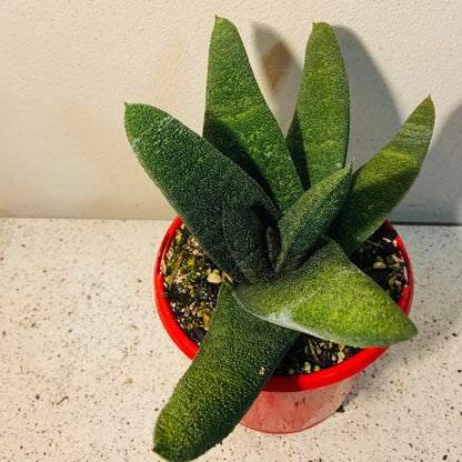 Gasteria Barberton