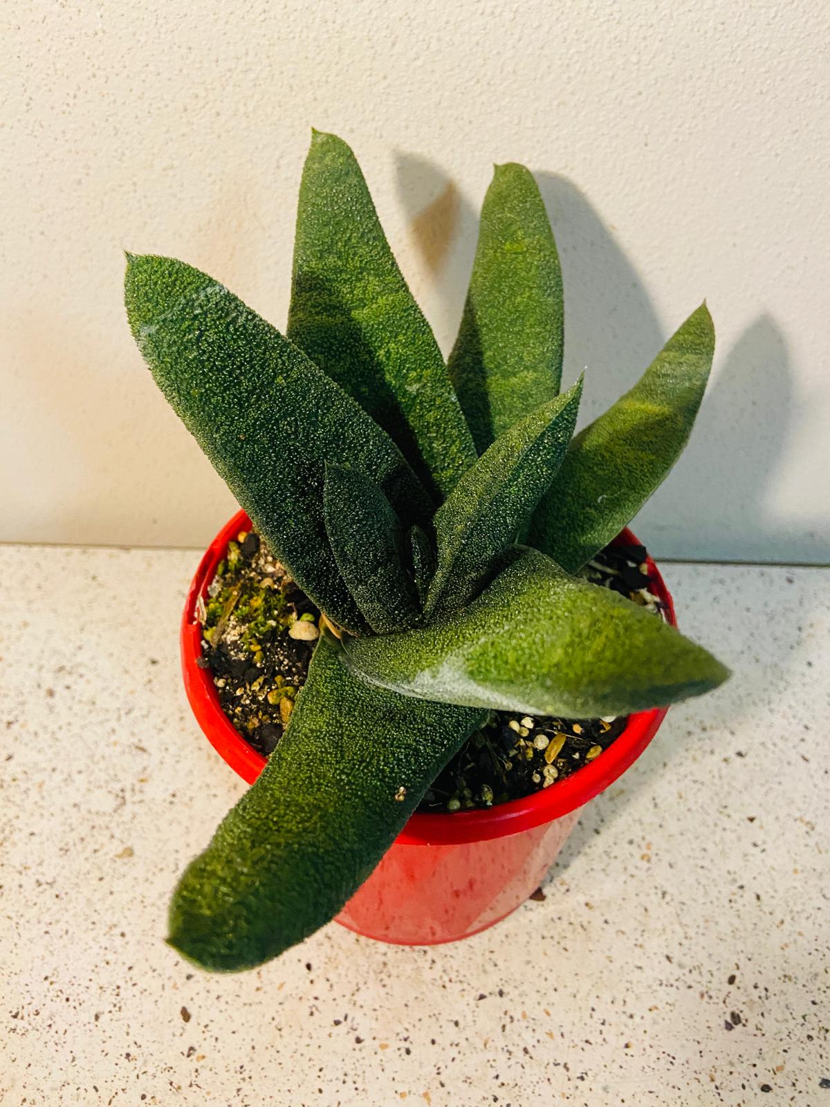 Gasteria Barberton