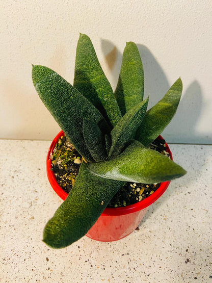 Gasteria Barberton