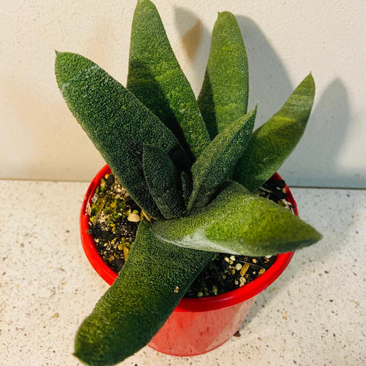Gasteria Barberton