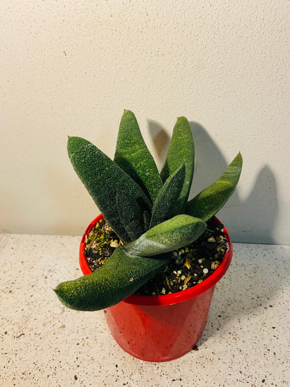 Gasteria Barberton