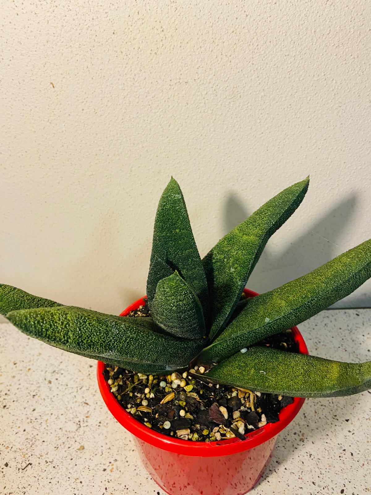 Gasteria Barberton