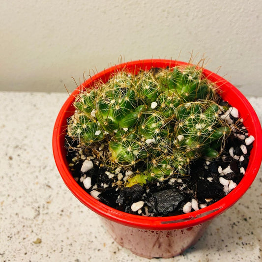 Cacti - Pincushion Cactus Surculosa