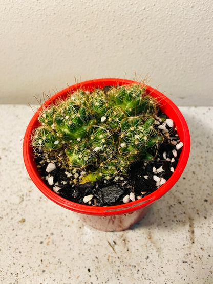 Cacti - Pincushion Cactus Surculosa