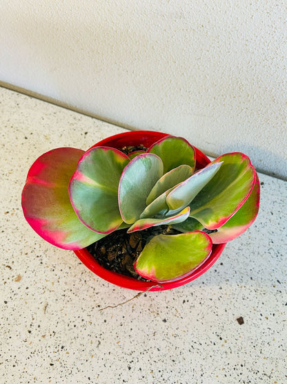 Flapjack Variegated