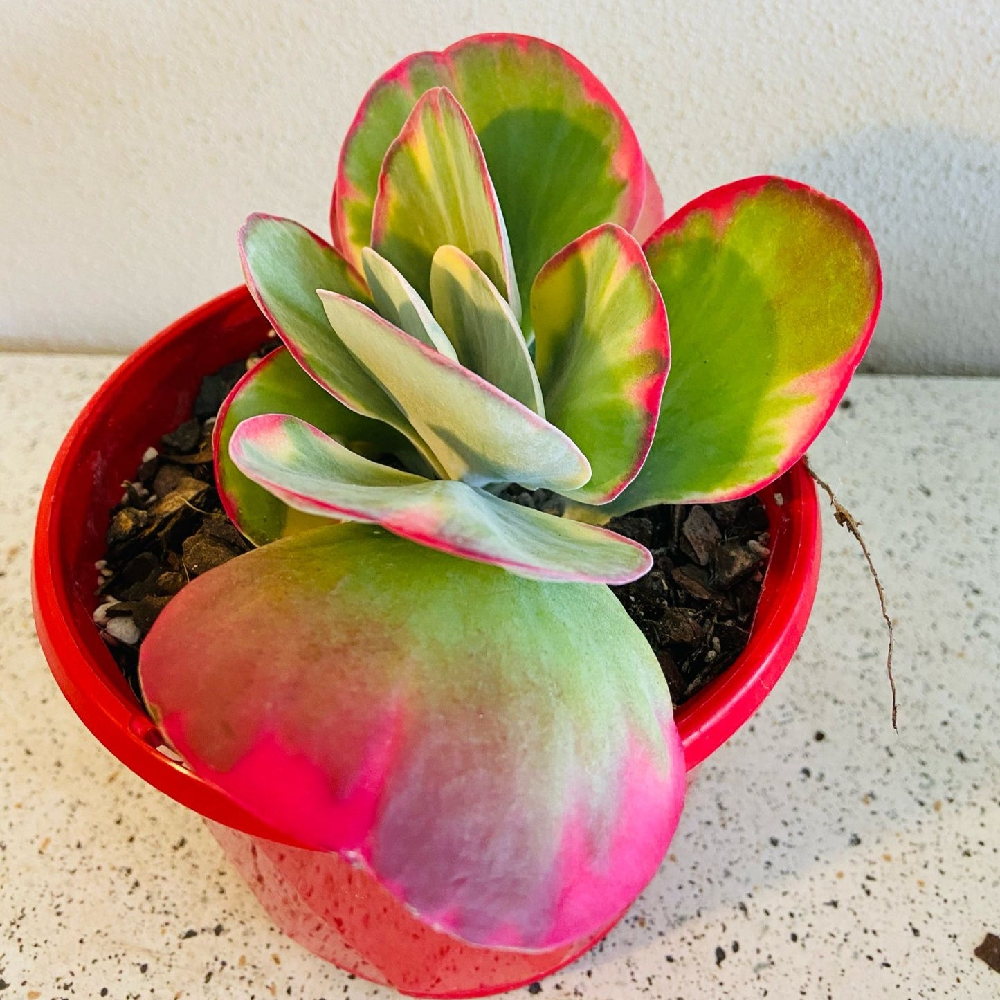 Flapjack Variegated