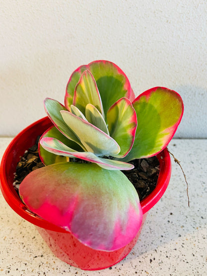 Flapjack Variegated