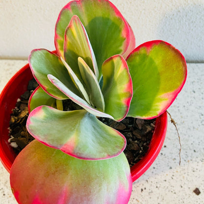 Flapjack Variegated