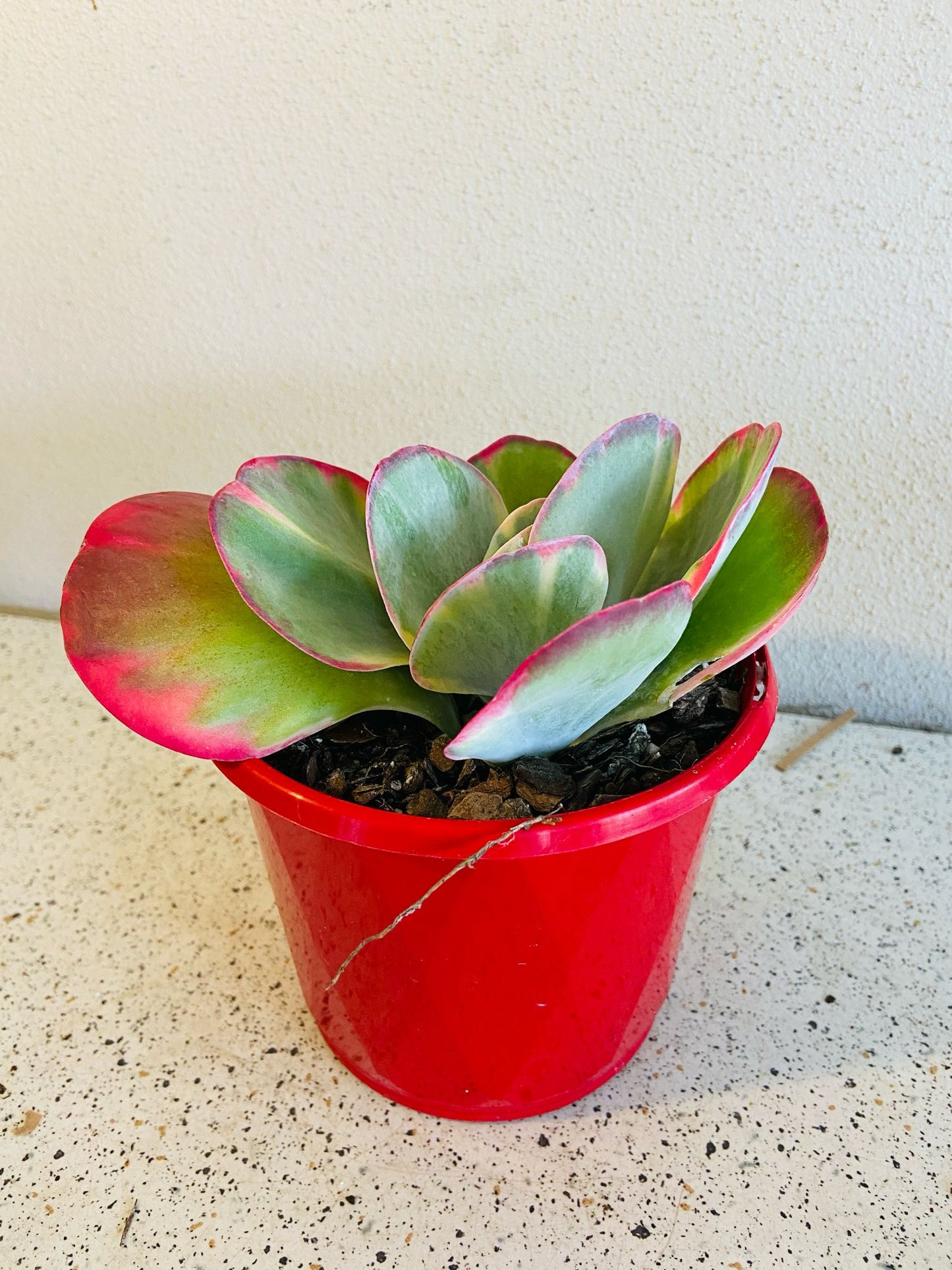 Flapjack Variegated