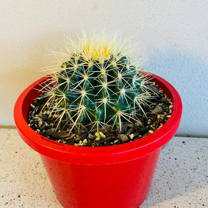 Cacti- Golden Barrel Cactus- Echinocactus Grusonii