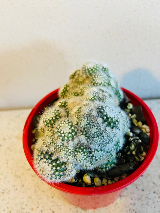 Cacti - Parodia Scopa Caespitosa #34
