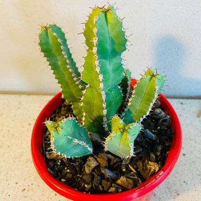 Euphorbia Makallensis