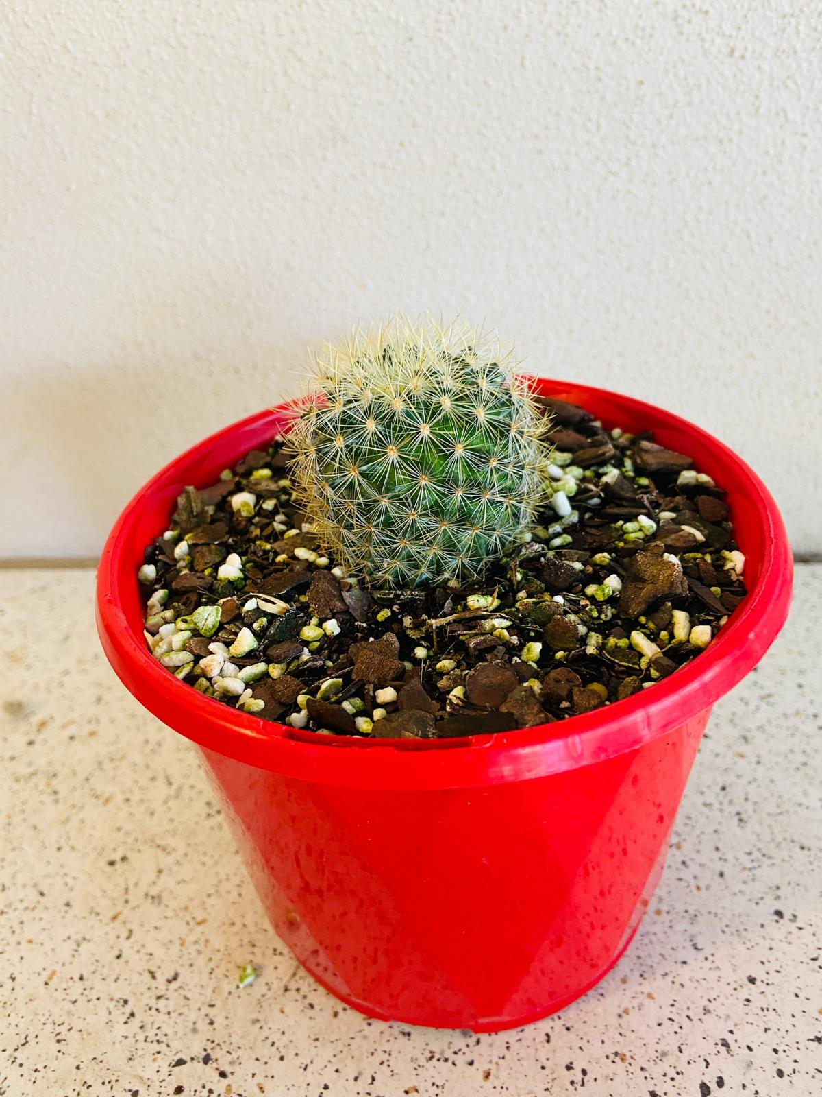 Cacti - Pincushion Cactus Discolour V Schmollii